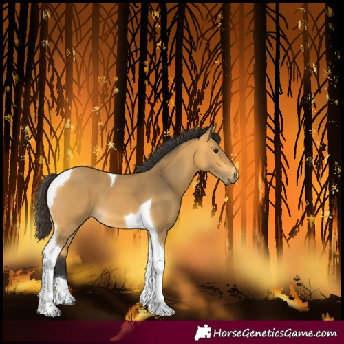 Horse Color:Buckskin Tobiano 
