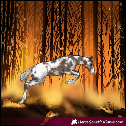 Horse Color:White Spotted Silver Black Blanket 