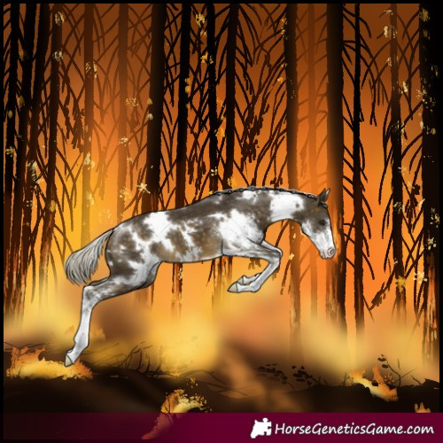 Horse Color:White Spotted Silver Buckskin Sabino 