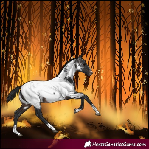 Horse Color:Brown Near Fewspot