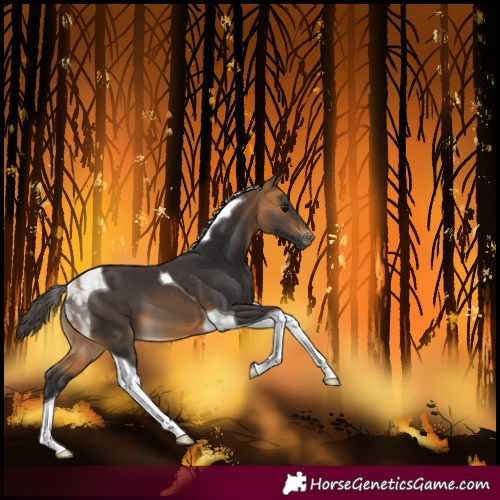 Horse Color:Buckskin Tobiano 