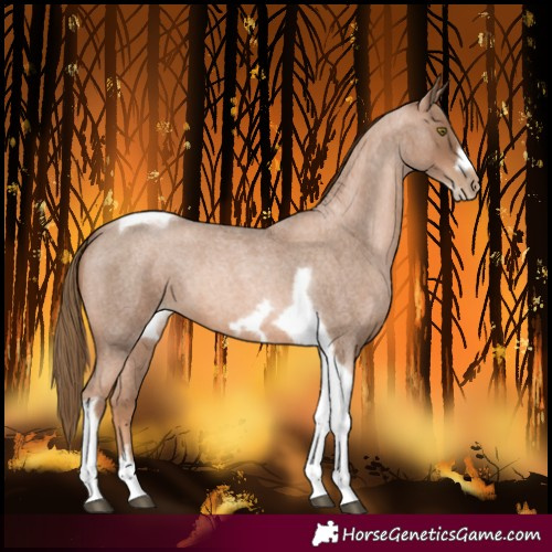 Horse Color:Liver Red Roan Pearl Tobiano Frame