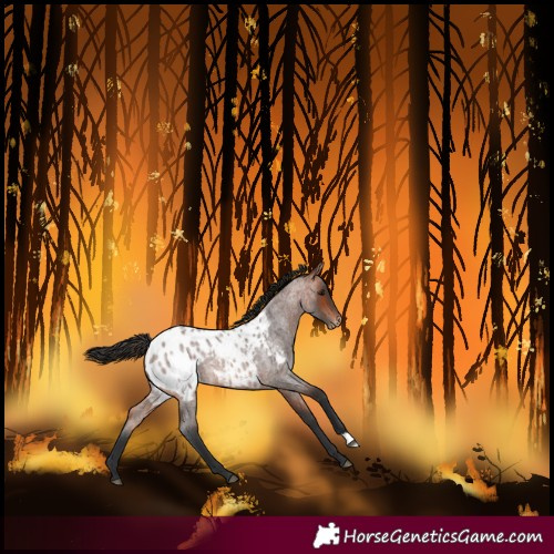 Horse Color:Bay Roan Blanket 