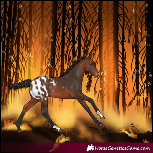 Horse Color:Bay Blanket
