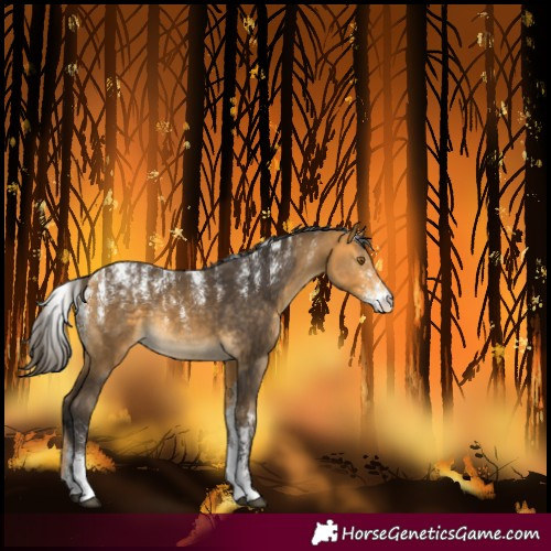 Horse Color:Powder White Buckskin