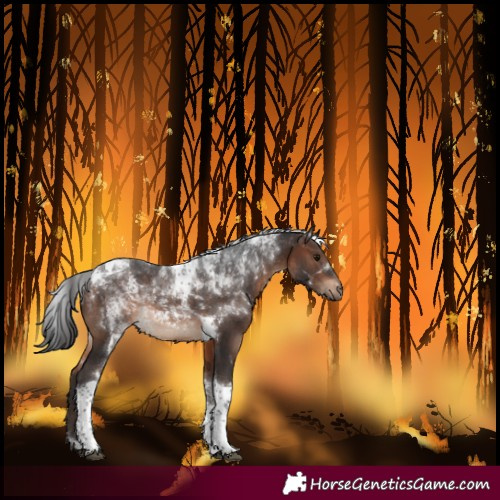 Horse Color:Brown Tobiano 