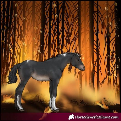 Horse Color:Brown Tobiano