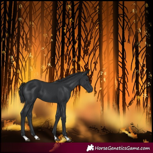 Horse Color:Black 