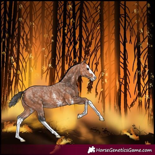 Horse Color:Bay Ice Sabino Splash 