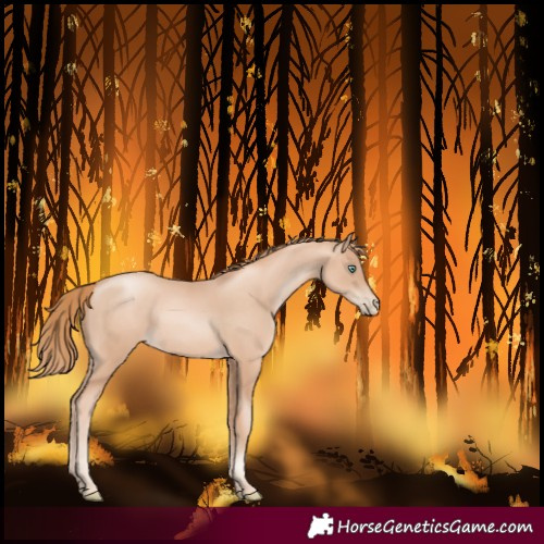 Horse Color:Gold Champagne Pearl Rabicano  and Gold Champagne Pearl Rabicano 