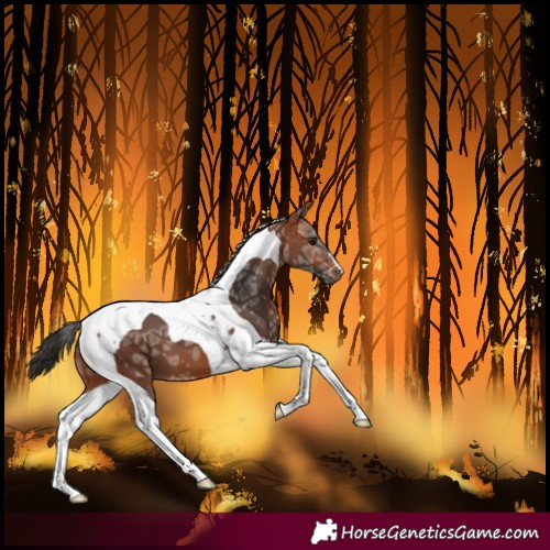 Horse Color:Bay Ice Tobiano