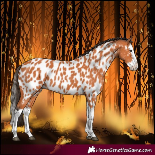 Horse Color:Bay Splash Near Leopard 