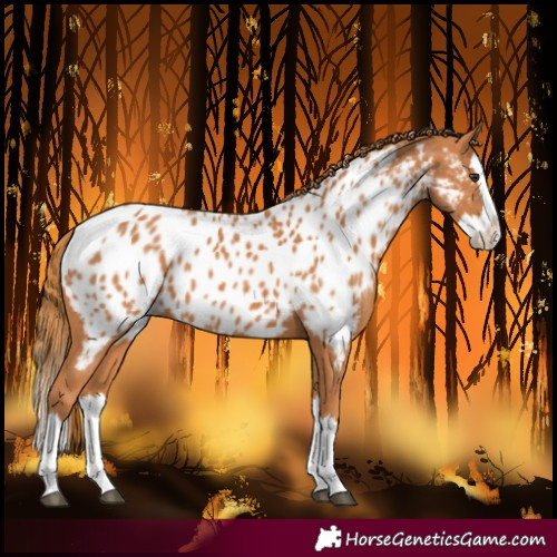 Horse Color:Chestnut Splash Near Leopard 