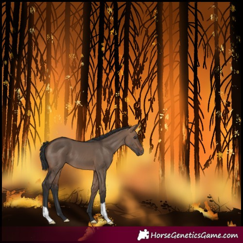 Horse Color:Brown Dun 