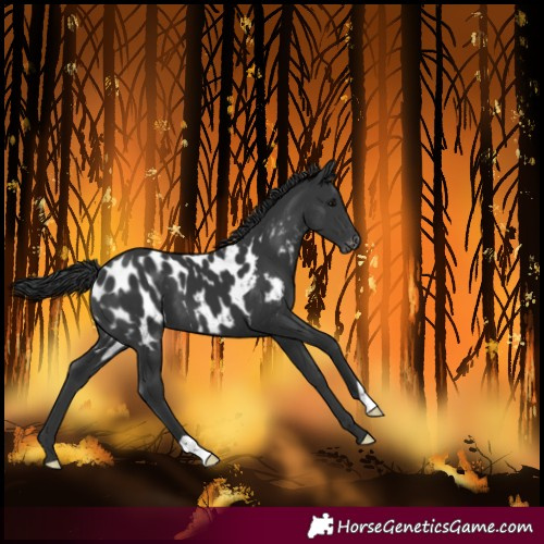 Horse Color:Black Near Leopard 
