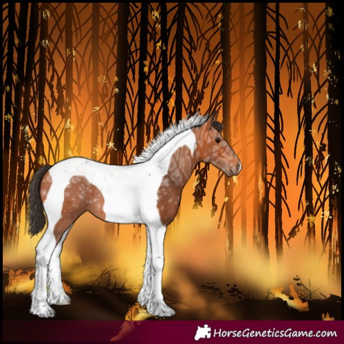 Horse Color:Bay Ice Tobiano 