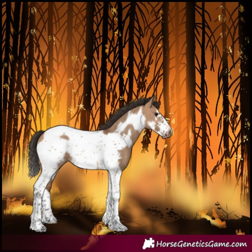 Horse Color:Bay Dun Tobiano Frame 