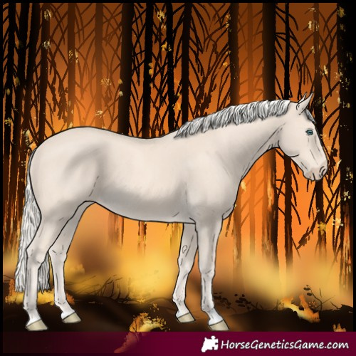 Horse Color:Cremello 