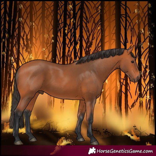 Horse Color:Bay 