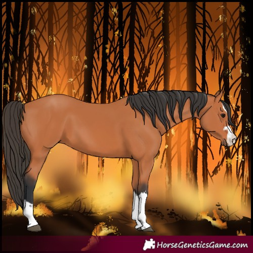 Horse Color:Unknown 