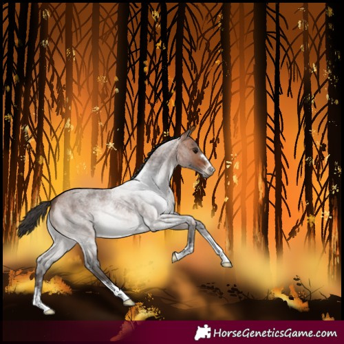 Horse Color:Bay Roan 