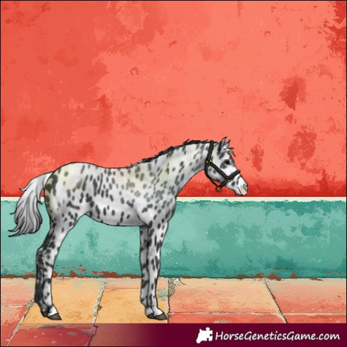 Horse Color:Black Skewed LP Spotted