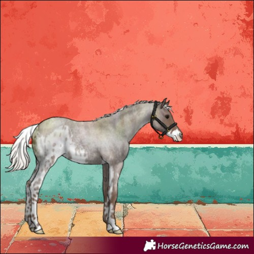 Horse Color:Silver Blue Roan Skewed LP Spotted