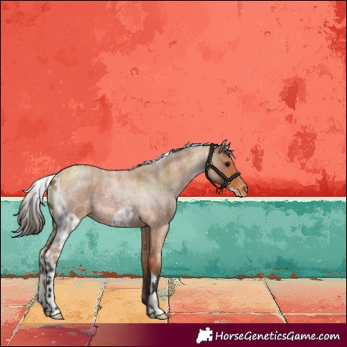 Horse Color:Bay Roan Skewed LP Spotted 