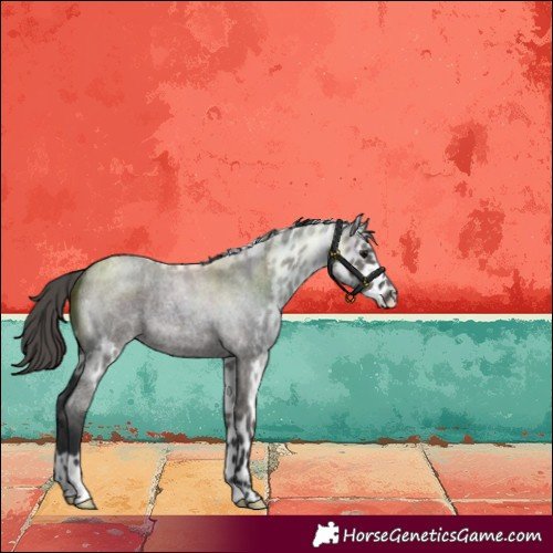 Horse Color:Grullo Roan Skewed LP Spotted