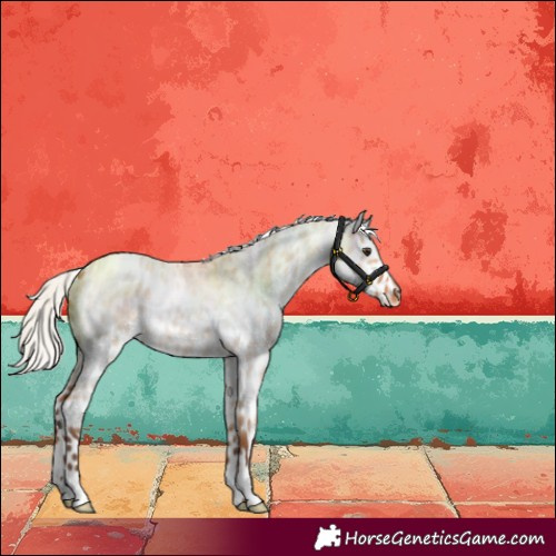Horse Color:Silver Bay Roan Dun Skewed LP Spotted 