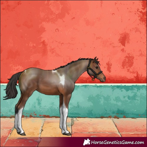 Horse Color:Bay Tobiano 