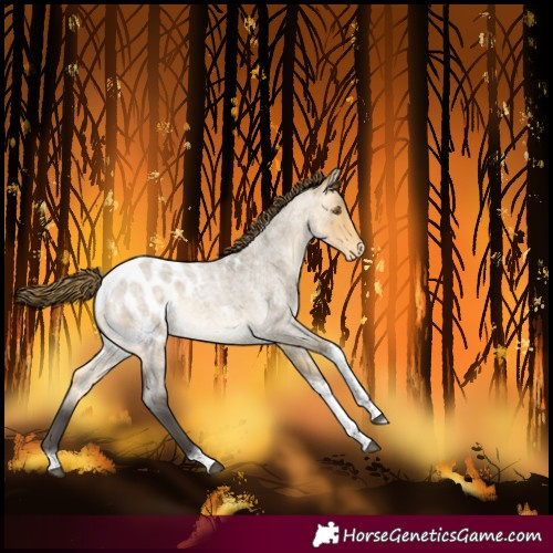 Horse Color:Buckskin Roan Dun Mushroom Tobiano Blanket 