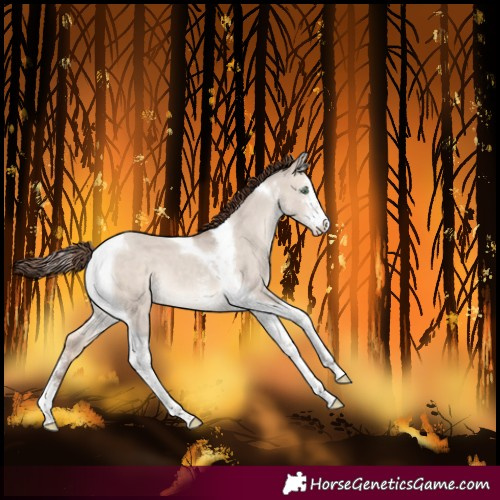 Horse Color:Sable Champagne Dun Mushroom Sabino Tobiano Varnish