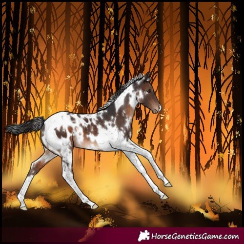 Horse Color:White Spotted Brown Tobiano Blanket