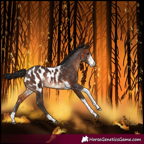 Horse Color:Brown Sabino Tobiano Blanket Rabicano 