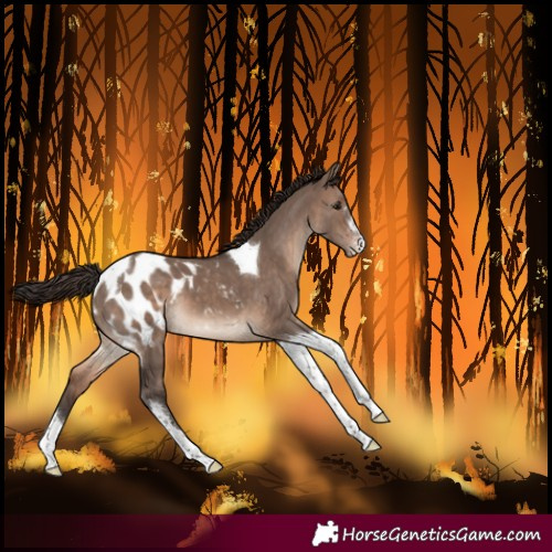 Horse Color:Brown Dun Mushroom Sabino Tobiano Blanket 