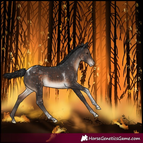 Horse Color:Brown Tobiano Blanket Rabicano