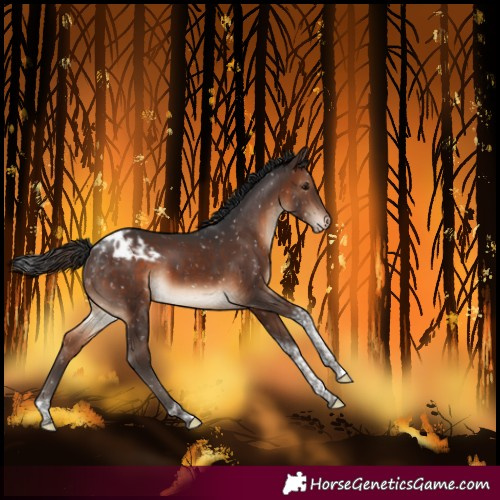 Horse Color:Brown Tobiano Blanket