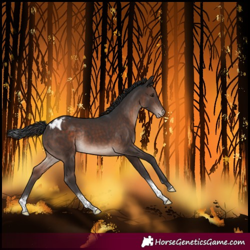 Horse Color:Brown Mushroom Tobiano Blanket Rabicano 