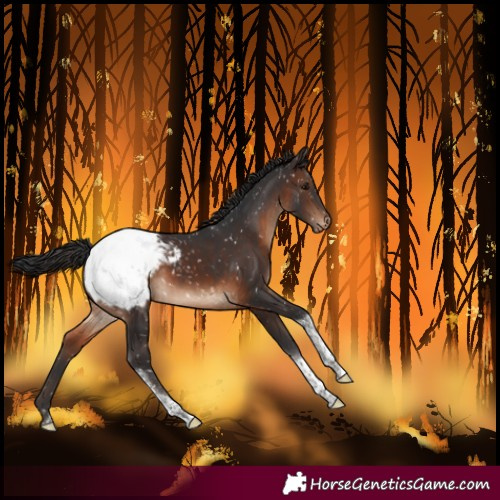 Horse Color:Brown Tobiano Snowcap Rabicano 