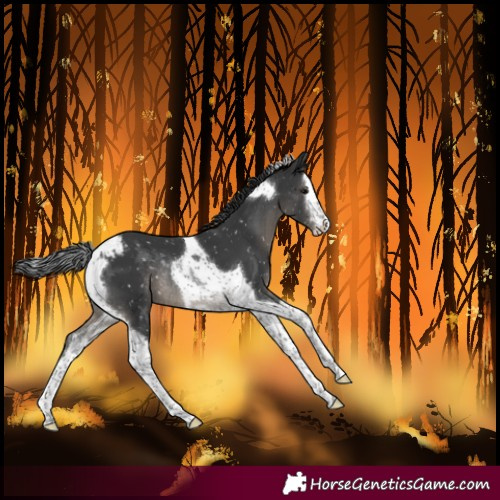 Horse Color:Black Mushroom Splash Tobiano Snowflake VarnishRabicano 