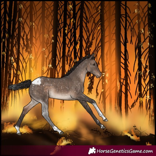 Horse Color:Brown Dun Mushroom Tobiano Snowcap 