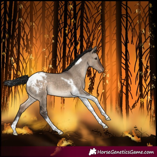 Horse Color:Brown Dun Tobiano Blanket