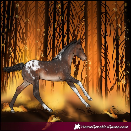 Horse Color:Brown Tobiano Blanket 