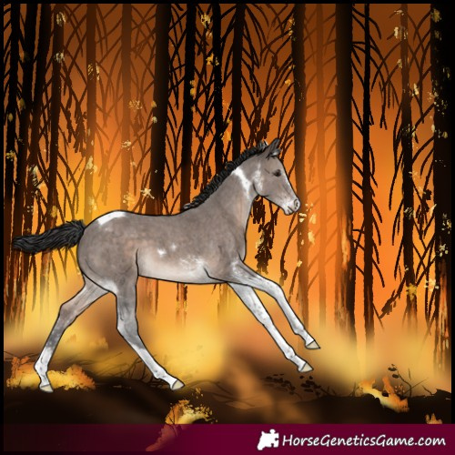Horse Color:Brown Dun Mushroom Sabino Tobiano Varnish 