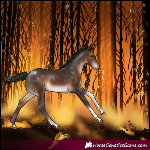 Horse Color:Brown Tobiano Blanket 