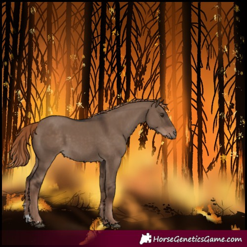 Horse Color:Liver Red Dun Rabicano 