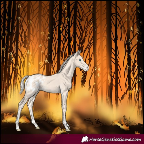 Horse Color:Cremello Blanket Rabicano 