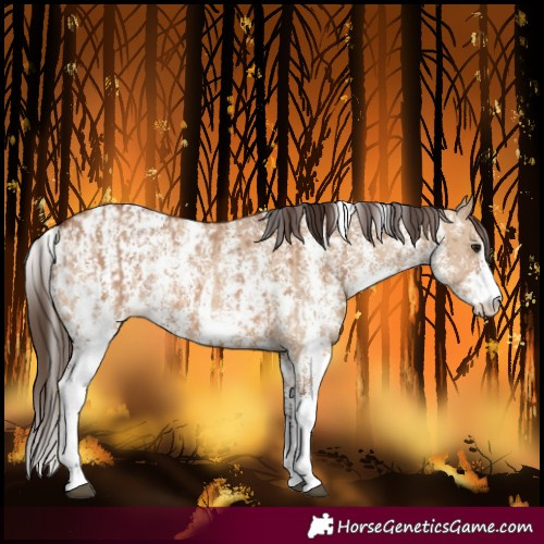 Horse Color:Bay Dun Sabino Rabicano and Bay Dun Sabino Blanket Rabicano