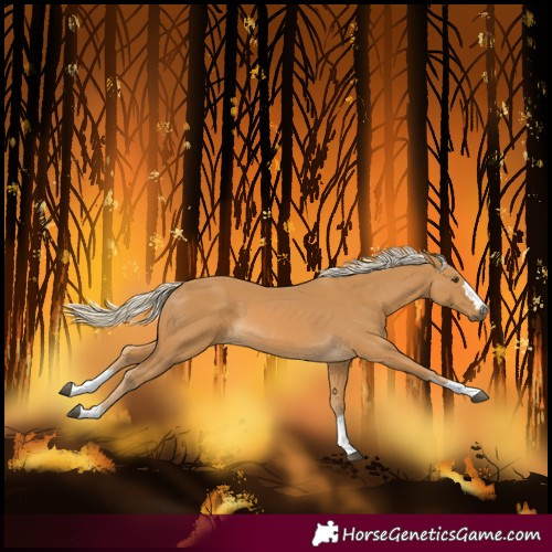 Horse Color:Palomino